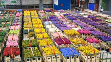 Теневой бизнес: торговцы цветами под подозрением