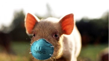 В Литве выявлен второй очаг африканской чумы свиней