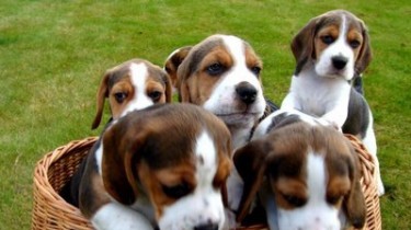 Службы выясняют масштаб нелегальной торговли собаками из Литвы в Великобритании