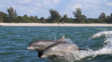 В Балтийском море появились дельфины