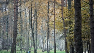 Экстремальная прогулка в городском парке