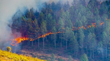 В лесах выросла опасность возникновения пожаров