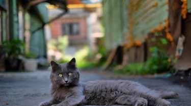 В Вильнюсе установят 90 специальных будок для беспризорных котов