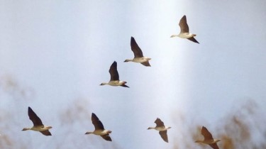 Начало миграции птиц повышает риск птичьего гриппа