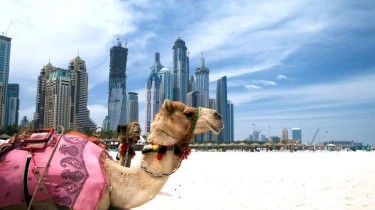 Собак и кошек можно будет везти в Эмираты