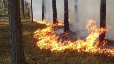 Латвия благодарит Литву за помощь в тушении лесных пожаров