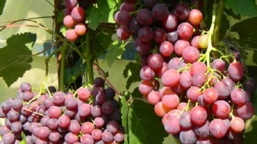 Виноградари добиваются включения Литвы в список стран, производящих вина