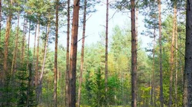 Министр: необходимо лучше сбалансировать политику в области лесного хозяйства