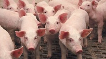 Г. Сурплис: сигналы показывают, что с поляками удастся договориться о торговле свининой