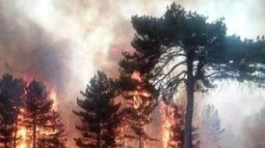 В Литве лесные пожары потушены, однако опасность остается высокой – глава МВД