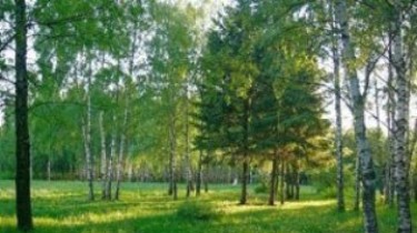 Советник президента назвала решение Сейма о лесах борьбой с "надуманными страхами"