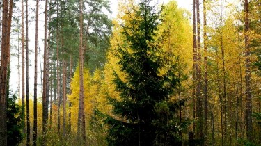 Крупнейшие лесовладельцы в Литве – IKEA, финское предприятие и Dzukijos miskas