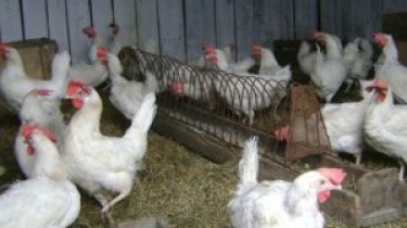 Ветинспекция: польское мясо птицы, зараженное гриппом, не попадает в Литву –