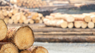 Кабмин: закупать древесину первыми смогут переработчики Литвы