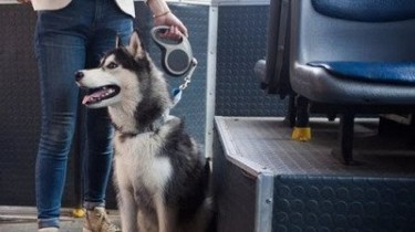 С собакой в автобусе
