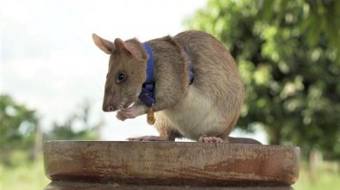 Гигантская крыса получила высшую награду Великобритании и звание героя за обнаружение мин