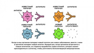 Всемирная организация здравоохранения (ВОЗ): Как действуют вакцины?