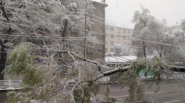 За сутки пожарным более 300 раз пришлось устранять упавшие под тяжестью снега деревья