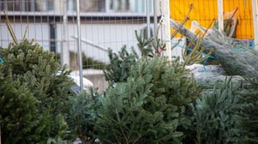 В этом году цены на новогодние елки не поднимутся