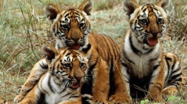 Год тигра: как помирить человека и дикую природу