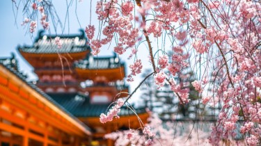 В Алитусе - Дни японской культуры и праздник цветения сакуры