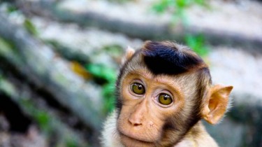 В Латвии зарегистрированы два случая заболевания обезьяньей оспой