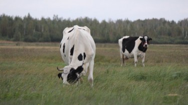 ЕК отклонила просьбу Литвы о выделении помощи молочному сектору