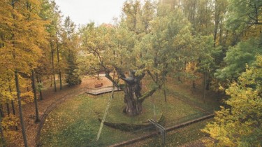 В Литве начинается конкурс - Литовское дерево года