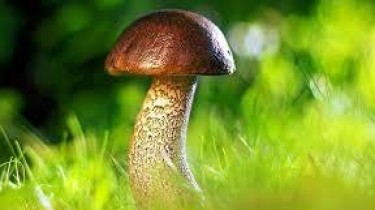 В Варене проходит чемпионат Литвы по сбору грибов