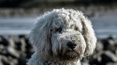 Щенки на конвейере: изнанка индустрии разведения