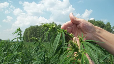 Конопля, масло и CBD: что изменится в Литве с 2026 года