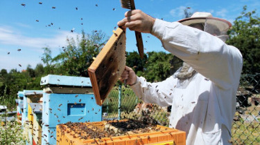 Компенсация для пчеловодов
