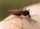 Тропическая малярия в Литве