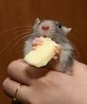 Cыр -любимая еда крысы