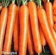 Морковь - против рака