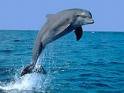 Музыкальный марафон поможет дельфинам