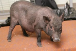 Россию охватила любовь к карликовым свиньям