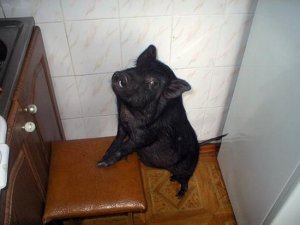 Россию охватила любовь к карликовым свиньям
