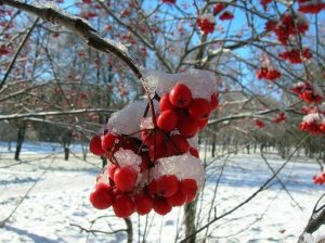 Погода в Литве в конце недели