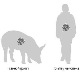 Оправдаются ли подозрения на "свиной грипп" у гражданина Литвы?