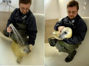 Спасение маленьких тюленей 