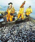 “Северный поток” может лишить заработка литовских рыбаков