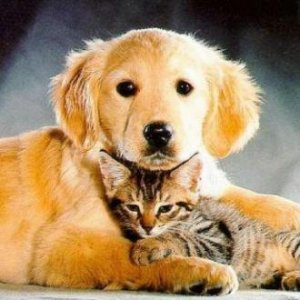 "Любовные" дела домашних животных