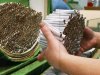 В Вильнюсе выявлена нелегальная табачная фабрика