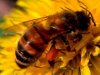 Как вести себя при нападении пчел?