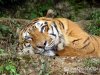 Леонардо ди Каприо пожертвовал 1000000 долларов на спасение популяции тигров