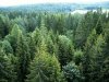 На западе Вильнюса вырубают лесной массив