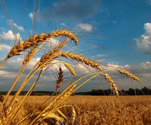 Литовское зерно - в Северную Африку, Иран, Западную Европу и... в Китай