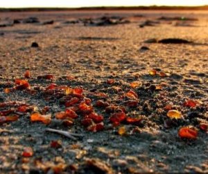 Конкурс на добычу янтаря в Куршском заливе не вызвал интереса (СМИ)