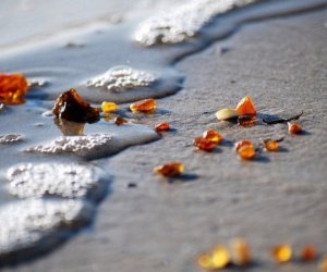 Добыча янтаря в Литве стала политической головоломкой 